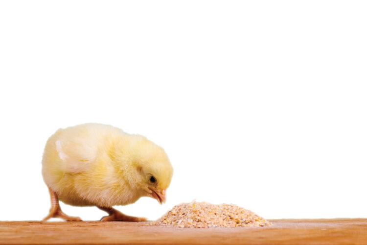 Fermented Chicken Feed for Improved Health